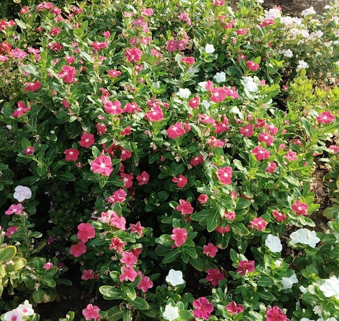 good morning everyone