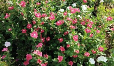 good morning everyone