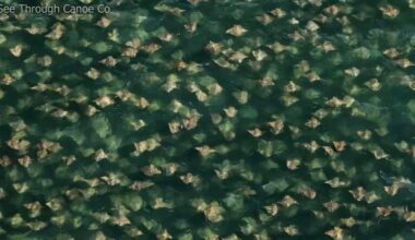 VIDEO: Massive group of Cownose rays swims in St. Pete THE WIN STREAK IS MANIFESTING