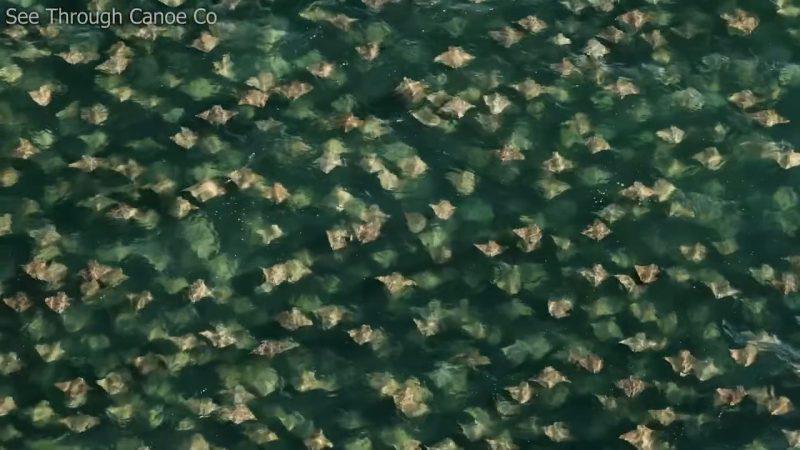 VIDEO: Massive group of Cownose rays swims in St. Pete THE WIN STREAK IS MANIFESTING