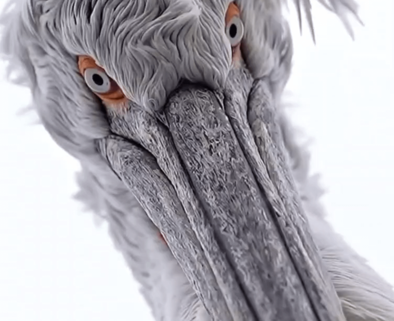 🔥the striking gaze of the Dalmatian Pelican, largest species of pelican in the world