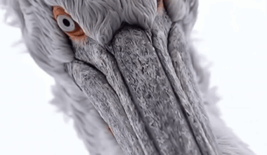 🔥the striking gaze of the Dalmatian Pelican, largest species of pelican in the world