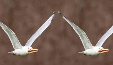 BALLS OUT FOR TURNER. FLY IT.