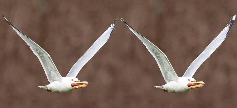 BALLS OUT FOR TURNER. FLY IT.