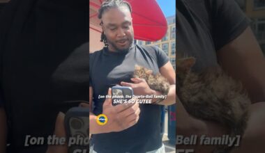 Josh Bell + Petunia The Kitten On Cameo WHEN?! 🐈 🥰