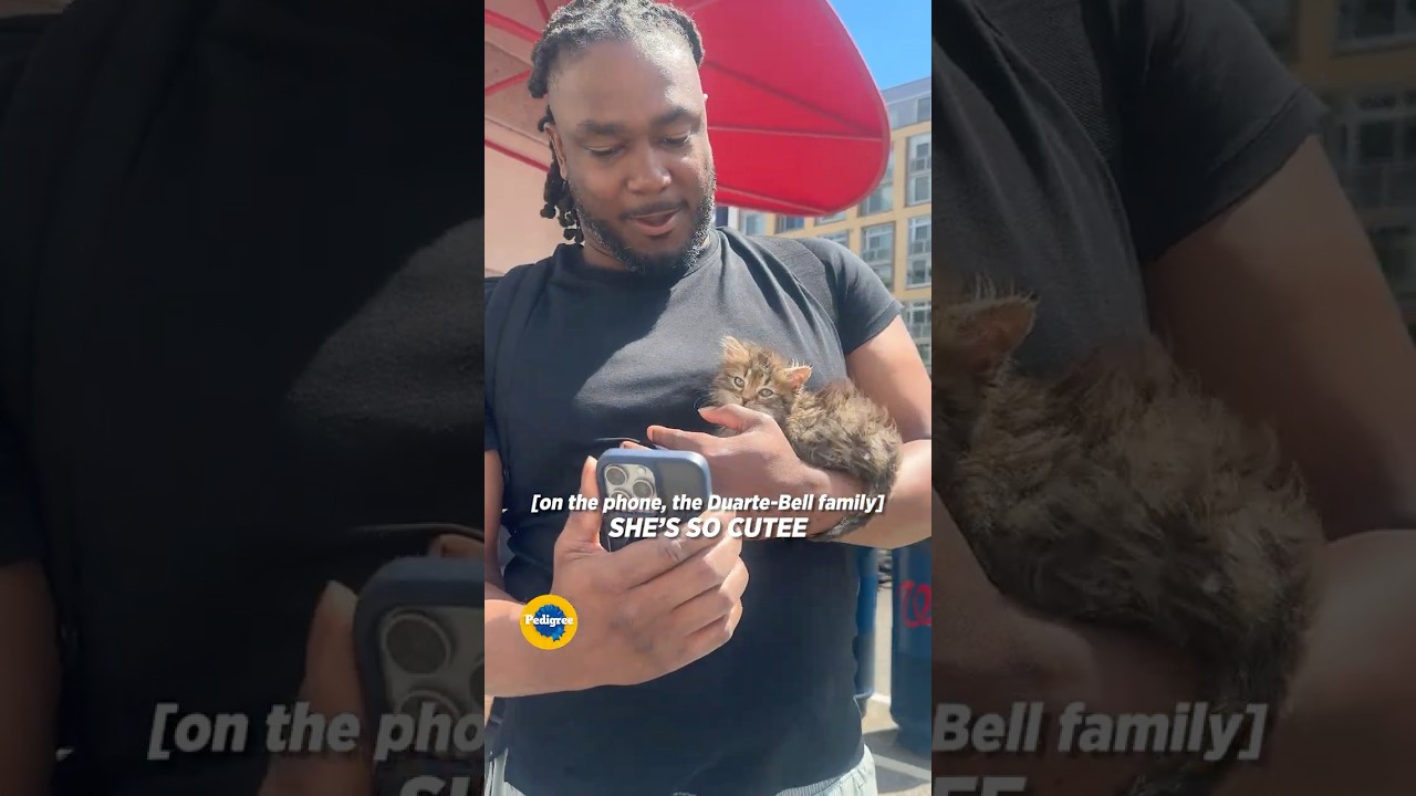 Josh Bell + Petunia The Kitten On Cameo WHEN?! 🐈 🥰