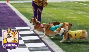 Corgi Race Halftime Has Must-See Finish | Minnesota Vikings