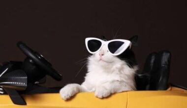 Petition to become a cat pictures subreddit