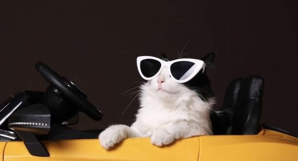 Petition to become a cat pictures subreddit