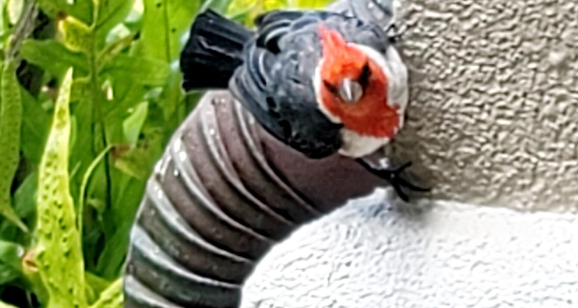 I saw a cardinal the other day can you help me identify it?