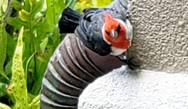 I saw a cardinal the other day can you help me identify it?