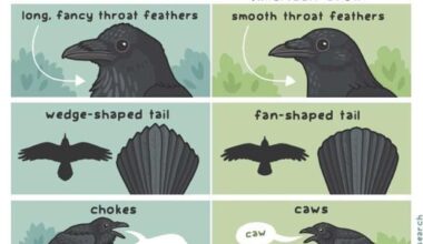 The difference is in the details