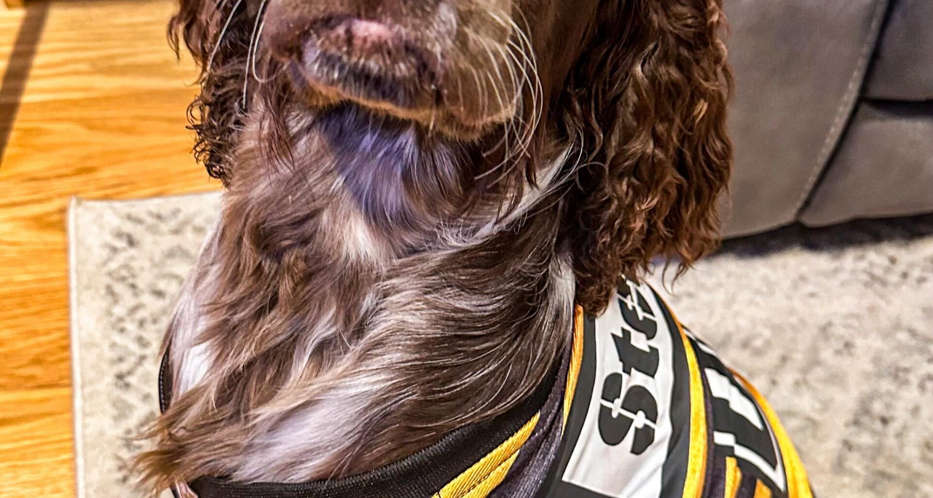 My pup Sherlock’s first football season! Steelers for life! 🖤💛🐾