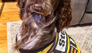 My pup Sherlock’s first football season! Steelers for life! 🖤💛🐾