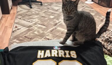 How many international fans we have there?