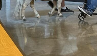 Service Horse Spotted