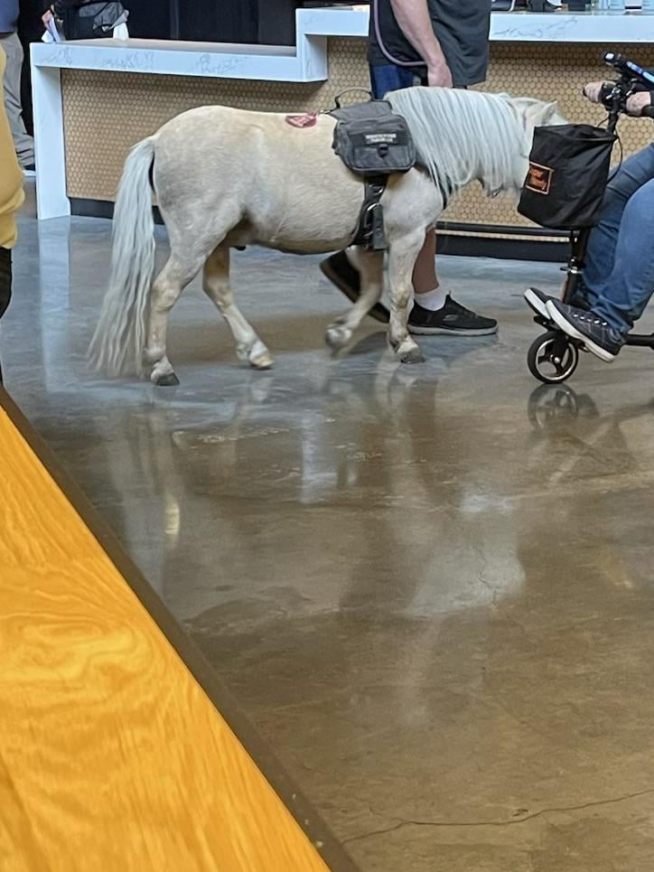 Service Horse Spotted