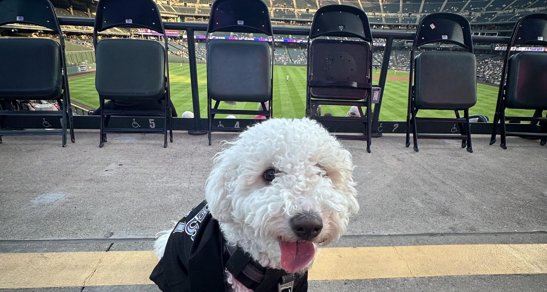 Honey enjoyed Bark at the Park