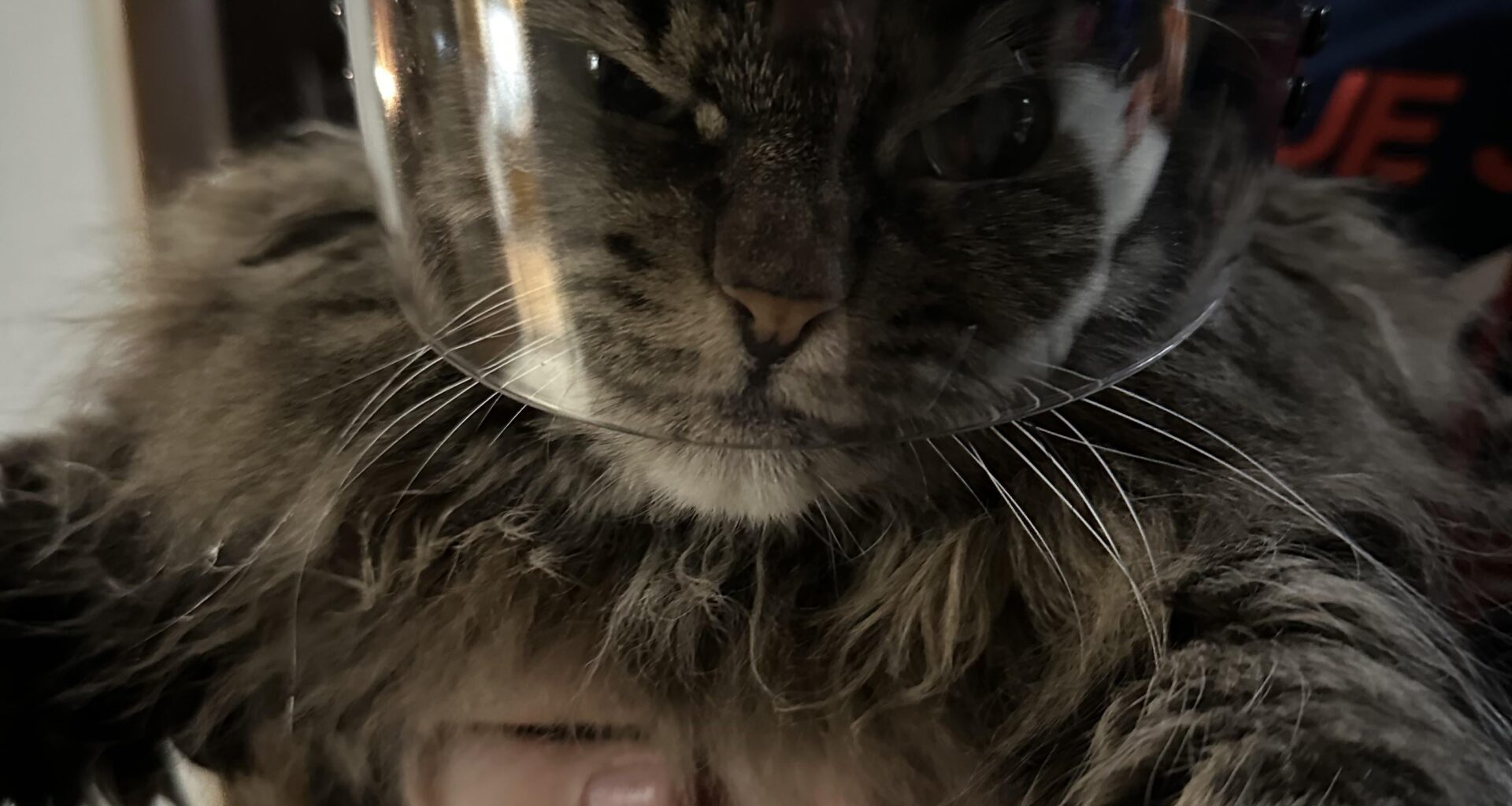 My cat is not a fan of the mini helmet