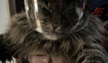 My cat is not a fan of the mini helmet