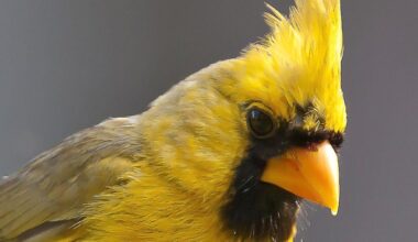 This striking Cardinals' yellow plumage is the result of a rare genetic mutation known as xanthism, which affects pigment production. Such sightings are incredibly uncommon, making each encounter a special event for bird enthusiasts.