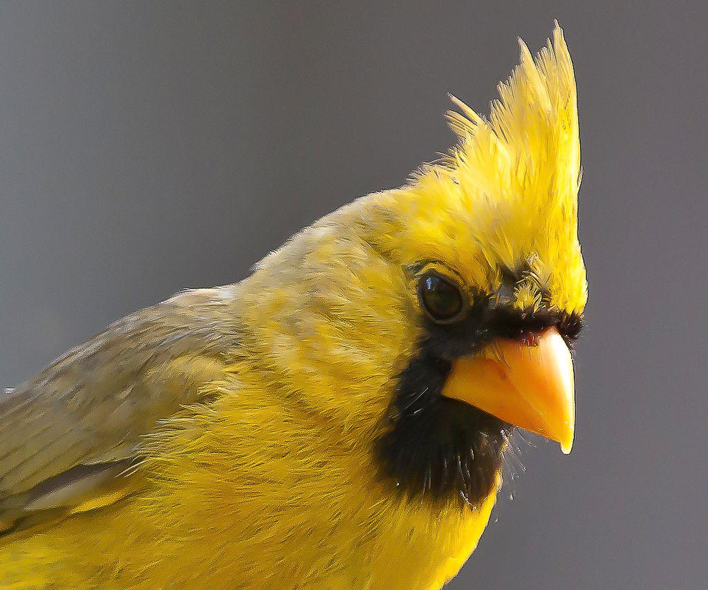 This striking Cardinals' yellow plumage is the result of a rare genetic mutation known as xanthism, which affects pigment production. Such sightings are incredibly uncommon, making each encounter a special event for bird enthusiasts.