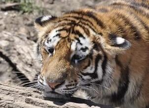 *Sigh* wake up… it’s game dey