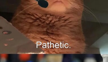 Kevin O'Connell watching his QB literally dying on the field