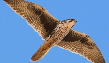 I think it is important to remember…