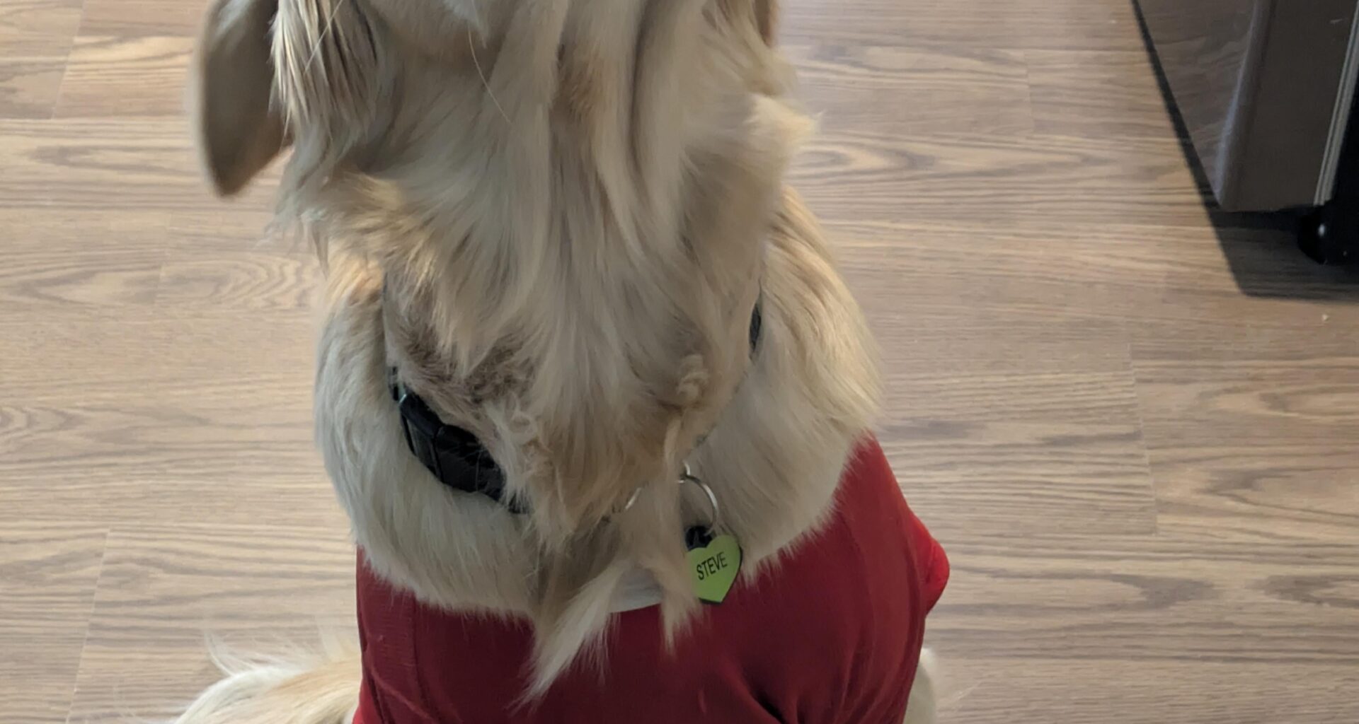 My pup Steve is undefeated when he wears his jersey