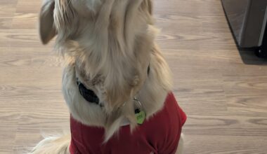 My pup Steve is undefeated when he wears his jersey