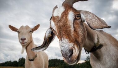 Sorry little guys we need to Win tonight!!!