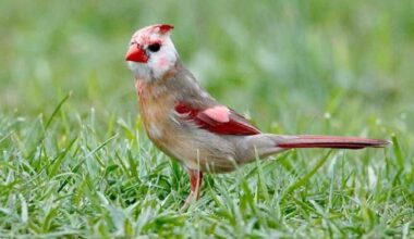 Rare cardinal