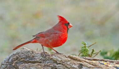 Cardinals don’t migrate