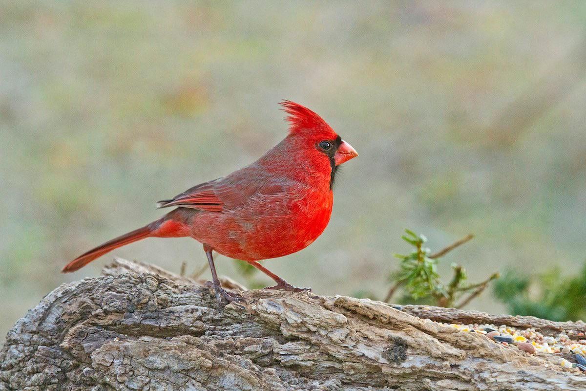 Cardinals don’t migrate
