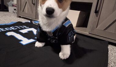 Murphy vs. the Bills