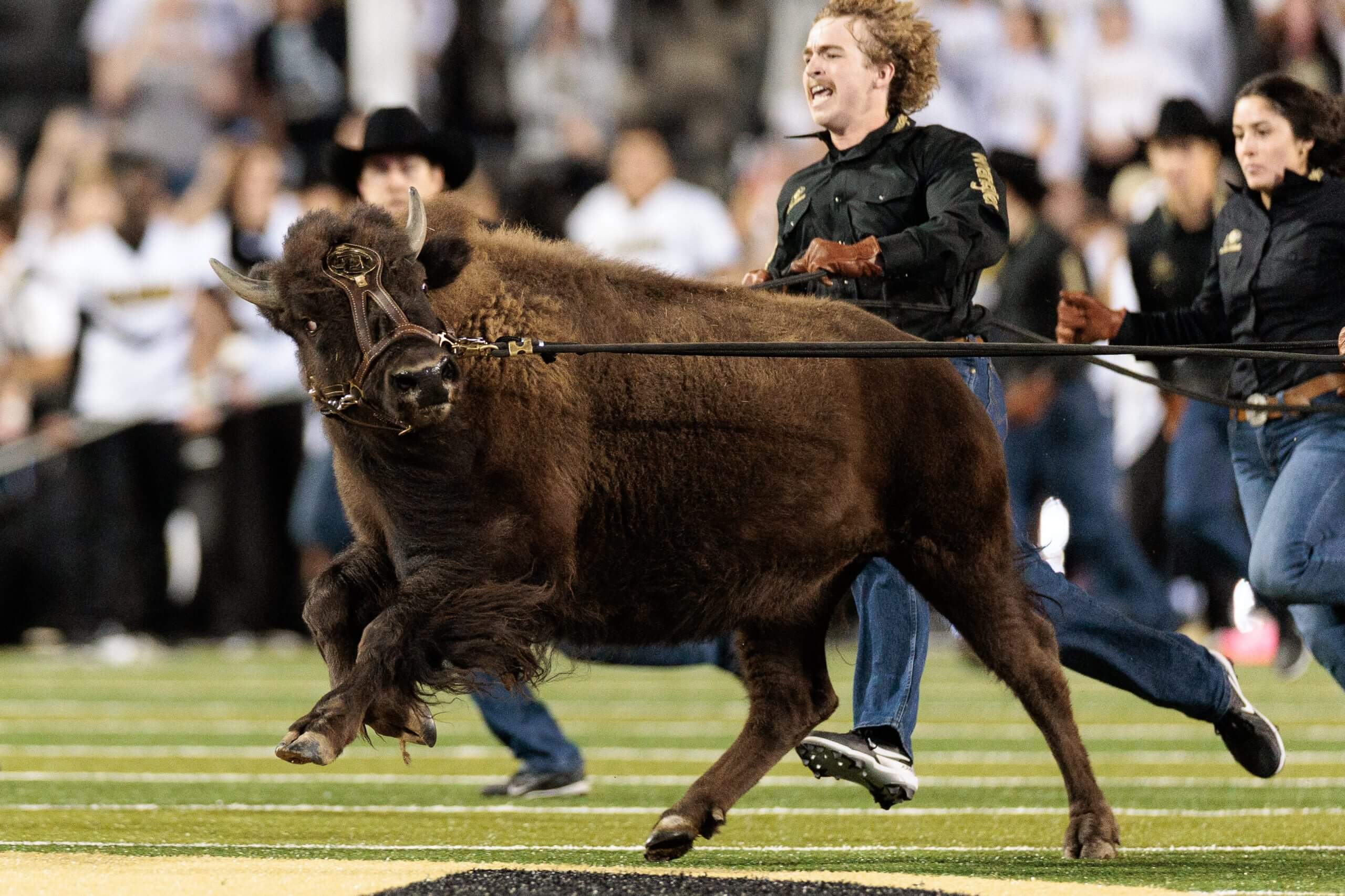 Ralphie runs onto the field