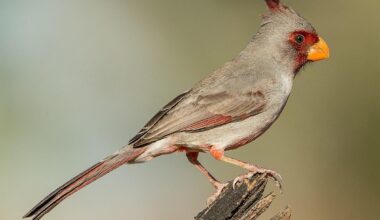 Must have knowledge for all Cardinal fans