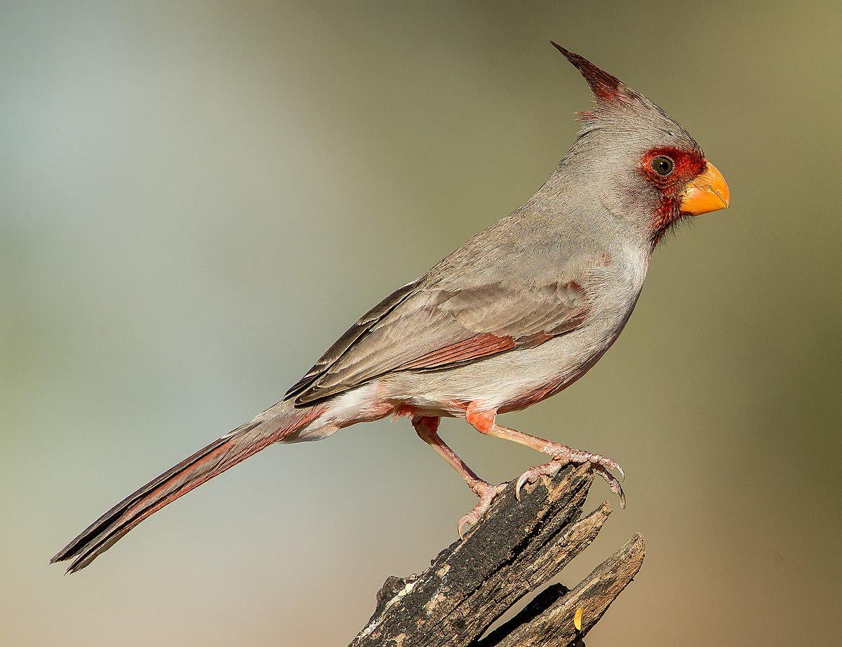 Must have knowledge for all Cardinal fans