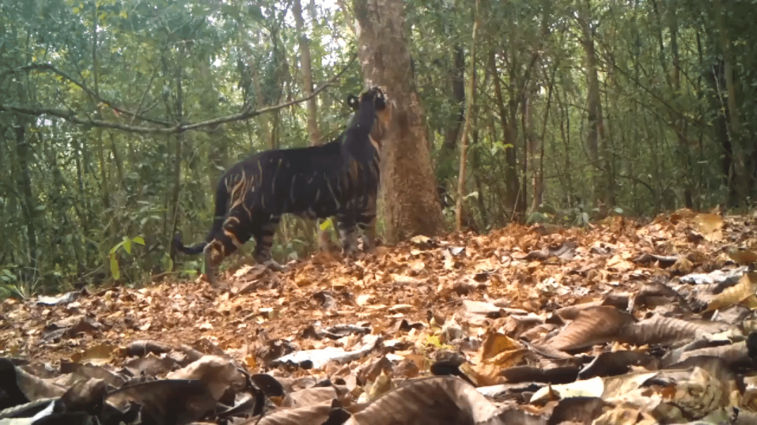 To all the people who think black tigers don’t exist.