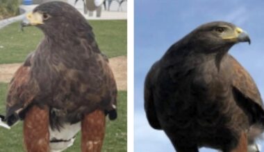 Bubba, one of two hawks stolen from SoFi Stadium during Rams game, is found safe. Alice remains missing