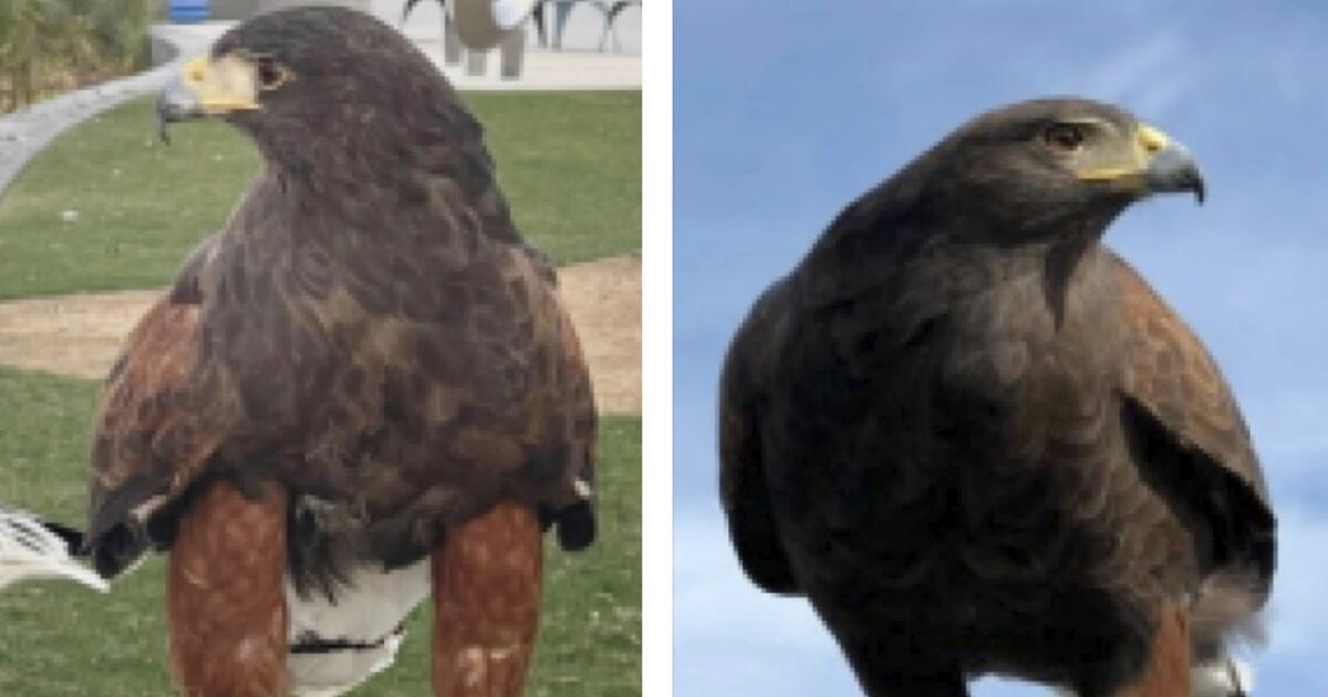 Bubba, one of two hawks stolen from SoFi Stadium during Rams game, is found safe. Alice remains missing