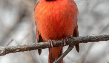 We gonna destroy Dallas on Monday …….! Let’s goooo!!