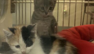 Padres Kitty Naming Help!