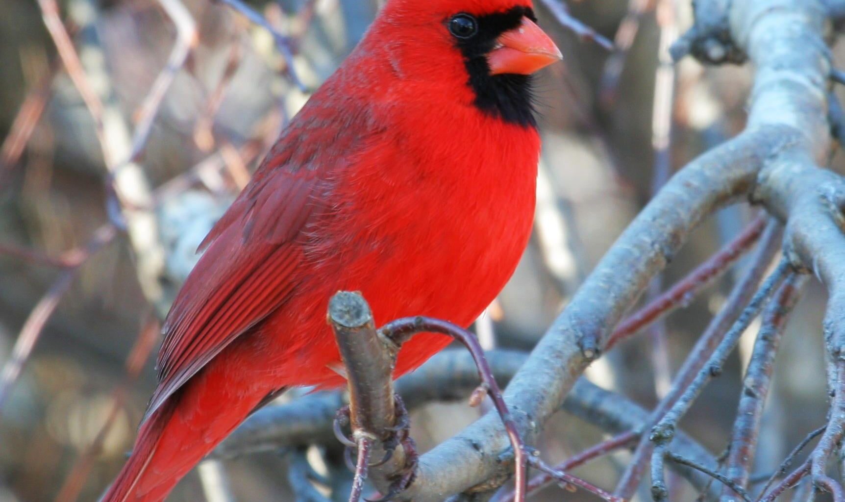 Cardinals generally mate for life.