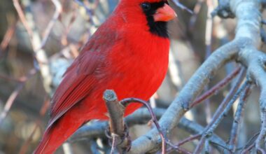 Cardinals generally mate for life.