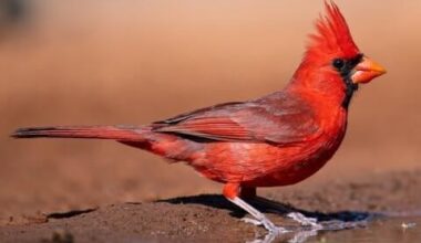Much like some of our fans, this cardinal is sad and depressed