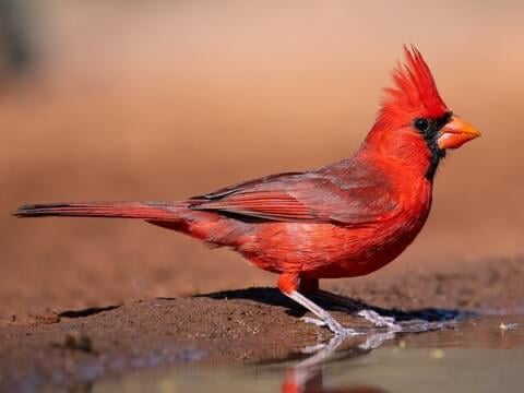 Much like some of our fans, this cardinal is sad and depressed