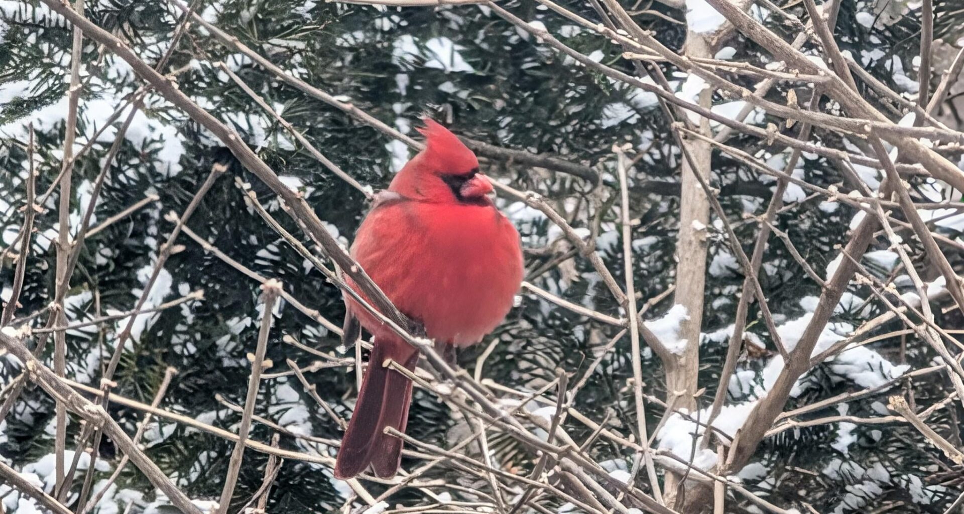 Took this shot of this chonky boy in Michigan back in February