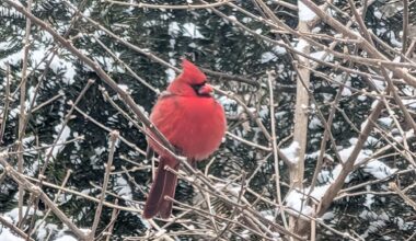Took this shot of this chonky boy in Michigan back in February